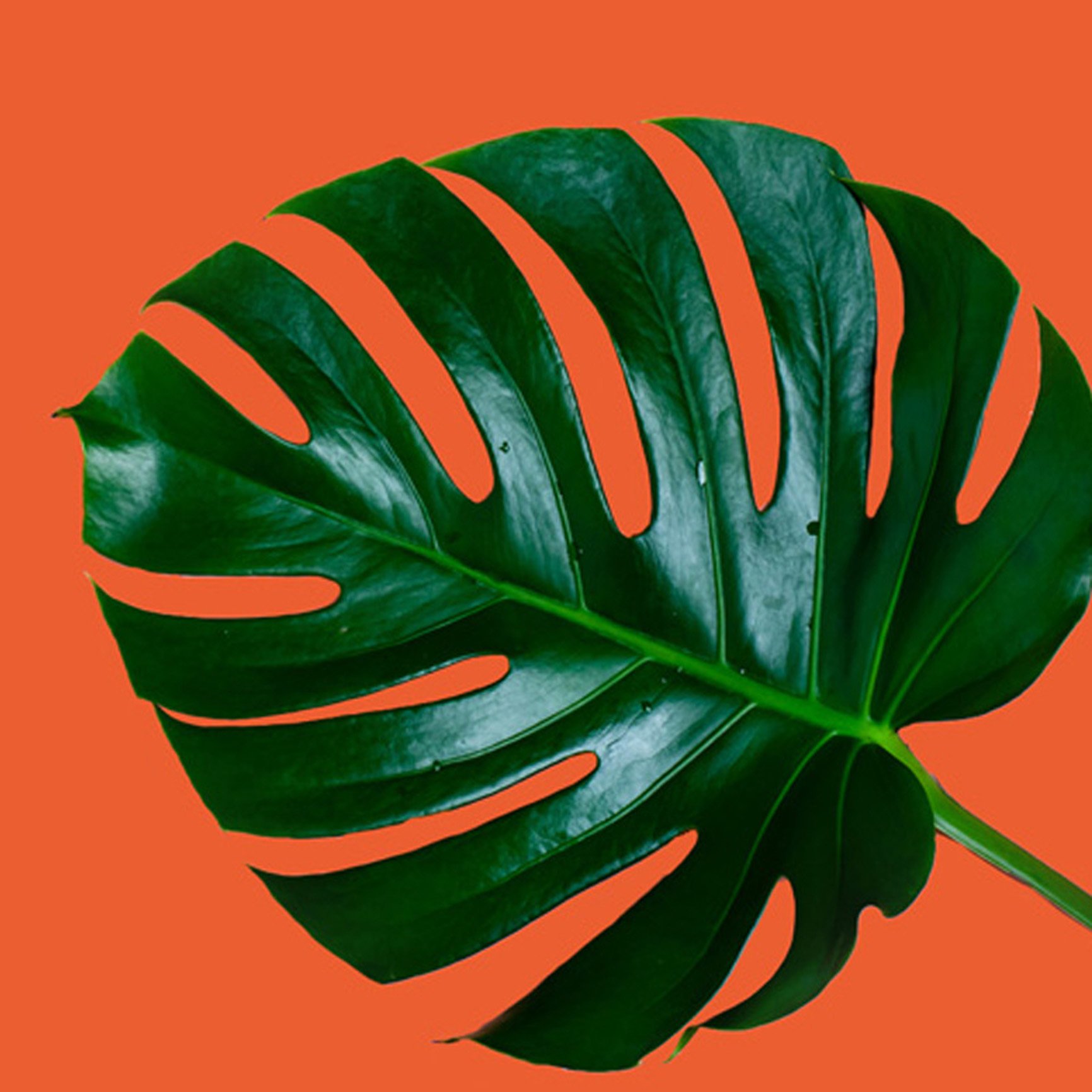 Strong green leaf against orange background