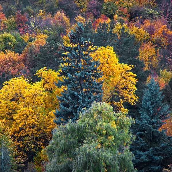 Autumn trees